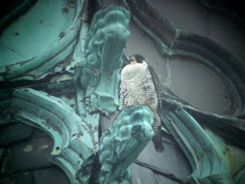 Ihteram, the female falcon at St. Joseph's Church