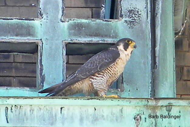 Isabella at Old Main, WSU by Barb Baldinger 6-17-2016 Isabella at Old Main, WSU by Barb Baldinger 6-17-2016