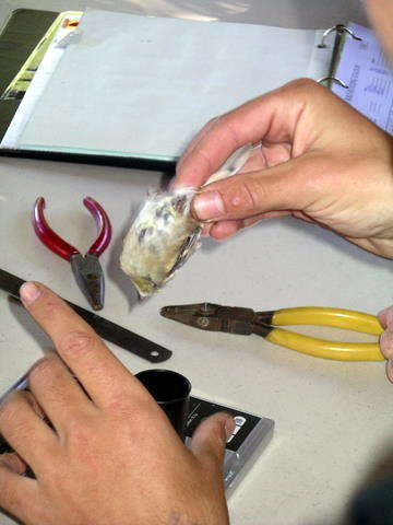 Campout Photo 15: Bird Banding