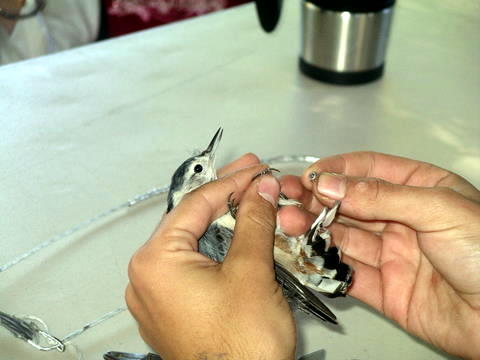 Campout Photo 16: Bird Banding
