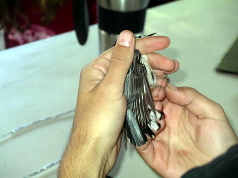 Campout Photo 17: Bird Banding