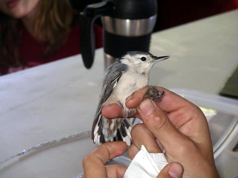Campout Photo 19: Bird Banding