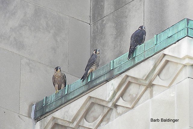 Macomb County Bldg, 3 juvies by Barb Baldinger 7-12-2014