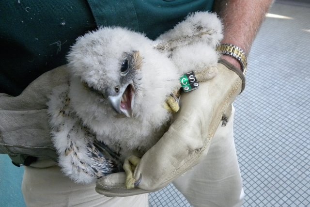 Maize, by Barb Baldinger