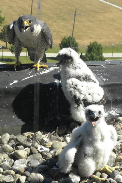 Majesty and 2 chicks at U of M, Flint, by Barb Baldinger, 7/12/2012