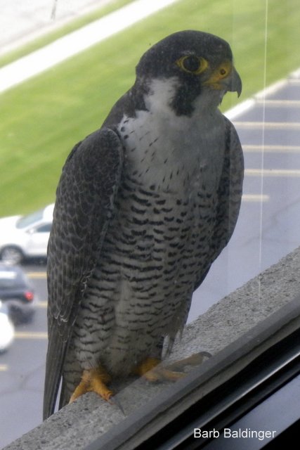 Male Magellan by Barb Baldinger 6-21-2013, CAMPBELL EWALD