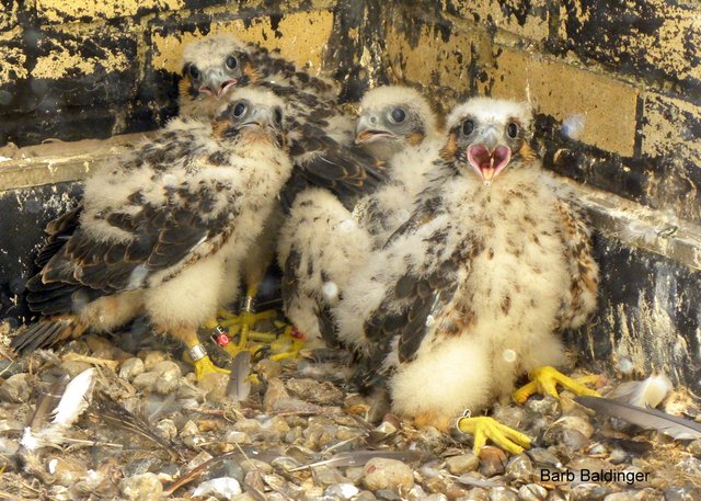 Max, Hero, COMTEC AND Jo in Mt. Clemens by Barb Baldinger 6-6-2014