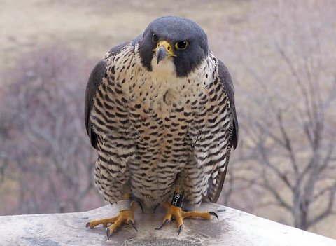 Miriam, the female at the Whittier Building