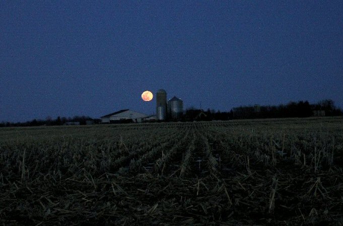 The Orange Moon, The Pinery