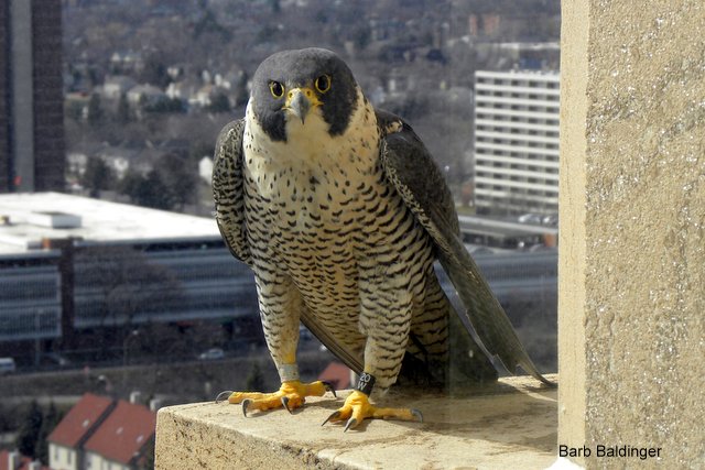 Mystique by Barb Baldinger 3-19-2015 