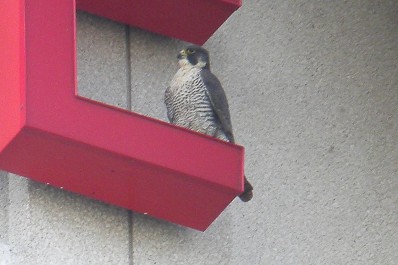 Nebesny at Campbell-Ewald in Warren