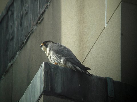 Nick, the male at the Mt. Clemens site