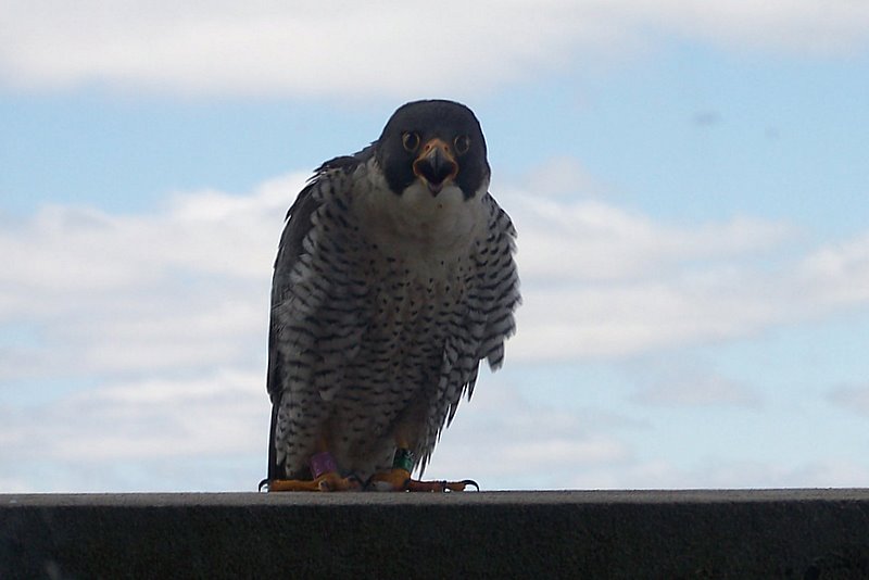 Nick defending the nest in Mt. Clemens