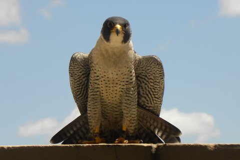 Peregrine Falcon Bud-z by Barb Baldinger, 6/10/2010