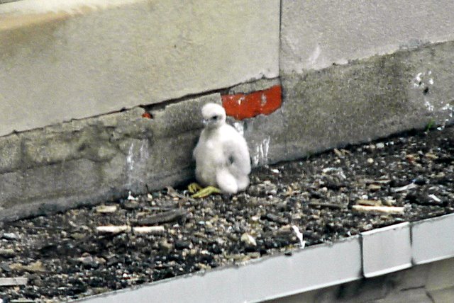 Peregrine Falcon chick, Durant Hotel, Flint, Mi, Barb Baldinger 5-28-2009