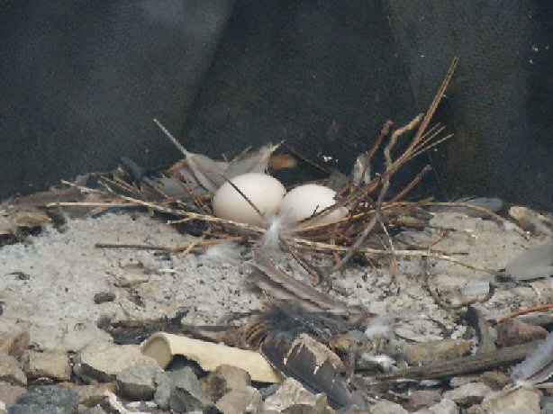 Pigeon Eggs