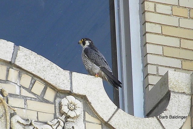 Promise, Male at Whittier Apartments by Barb Baldinger 7-1-2016 Promise, Male at Whittier Apartments by Barb Baldinger 7-1-2016
