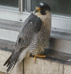Really Bad Feather Day Sez Al