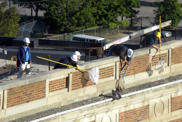 Removing the chick from the Durant Hotel, by Barb Baldinger