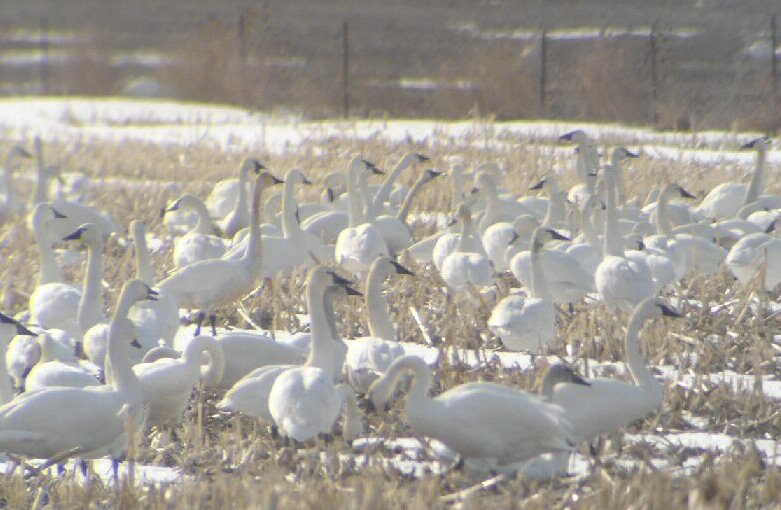 Swans in the Fields, The Pinery