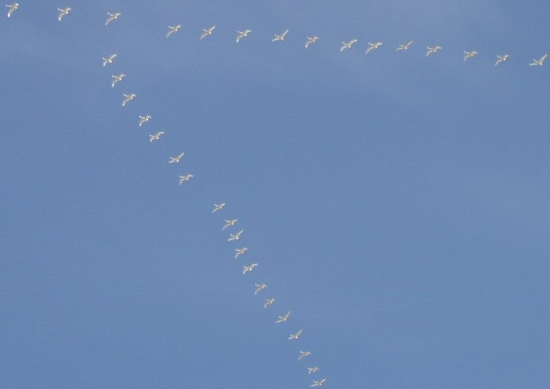 Swans in their V, The Pinery