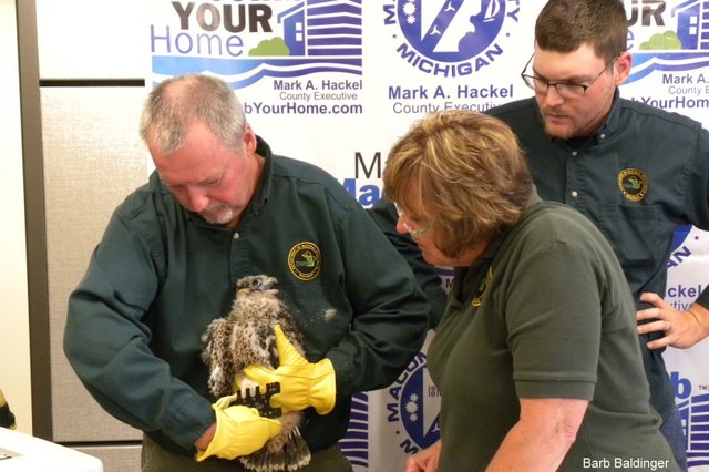 Terry McFadden measuring Grace at the Macomb County Building by Barb Baldinger 6-10-2016 Terry McFadden measuring Grace at the Macomb County Building by Barb Baldinger 6-10-2016