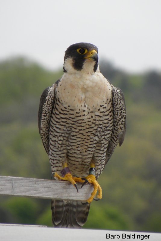Thunderbolt, K over 85 at U of M by Barb Baldinger 5-11-2017