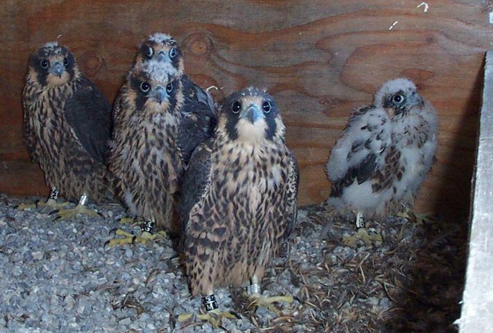 2002 Toronto brood. "Fred" is in the far left corner.