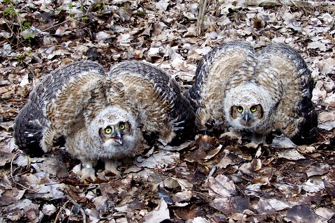We're tough owls! Stay away from us!