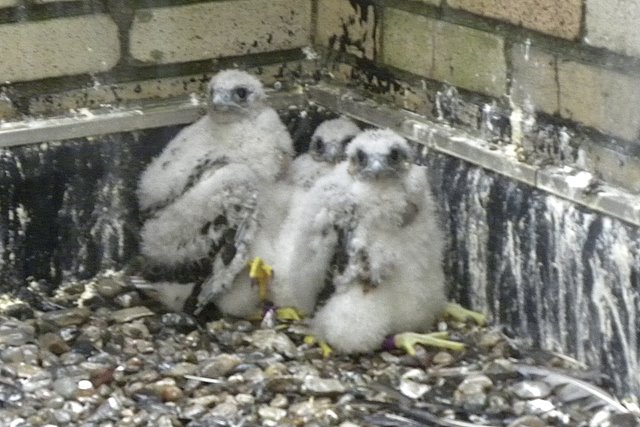 Tucker, Wetzel and Cass, Peregrine Falcon chicks at Macomb County Building, by Barb Baldinger 5-27-2009