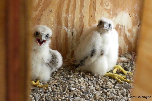 Two of Four chicks UM Hospital by Barb Baldinger 5-21-2013, ANN ARBOR