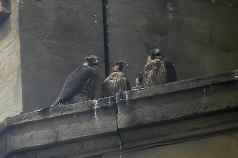 UDM Four young, 6/3/2010