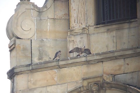 U of D Mercy Two Young