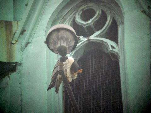 Unbanded Male Peregrine by the nest site at St. Joseph's Church