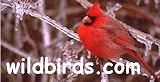 WildBirds.com