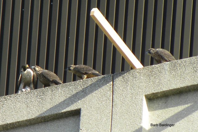 Warren feeding by Barb Baldinger 6-21-2014