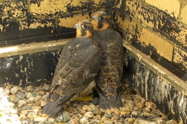 Wayne and Oakland by Barb Baldinger at MACOMB COUNTY BLDG. MT. CLEMENS, 6/5/2013