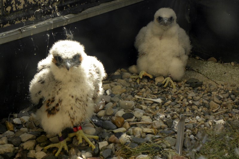 Webber and Otis at the Macomb County Building, Mt. Clemens, by Barb Baldinger