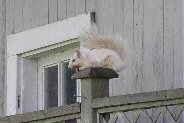 The elusive white squirrel, finally!