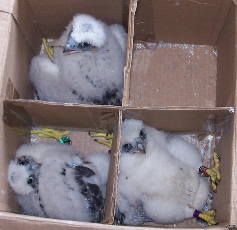 Whittier Chicks 2008