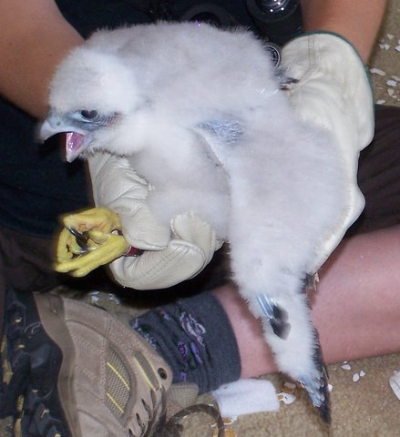 Washington (male - b/r 26/A)