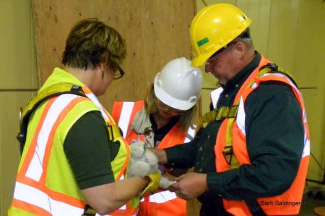 Wynona Shellabarger checking Sonic by Barb Baldinger 5-26-2015