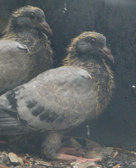 Young Pigeons