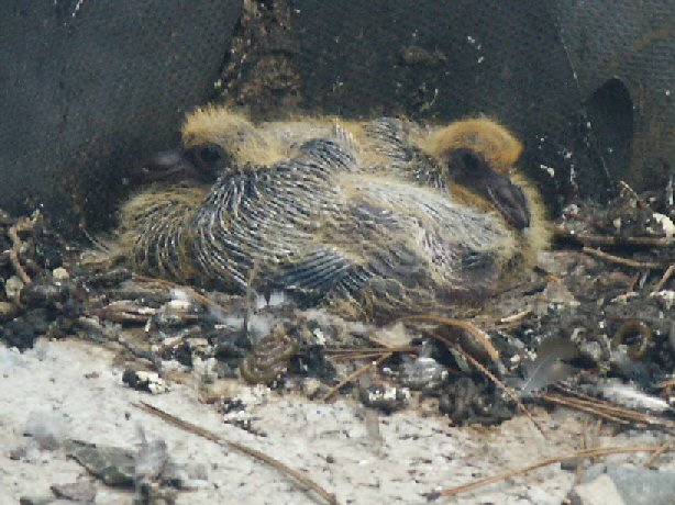 Pigeon Chicks