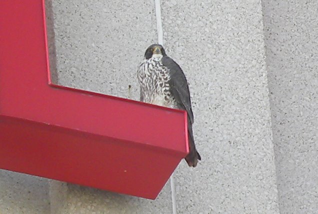 Zeus at Campbell-Ewald in Warren