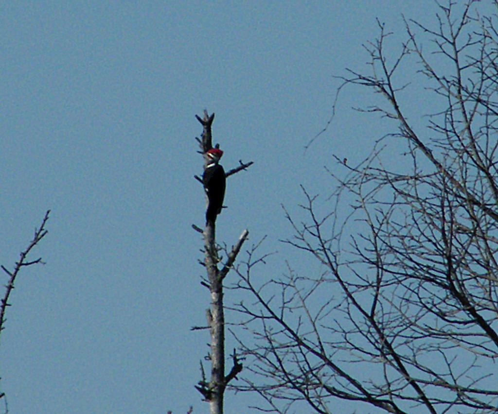 Pileated Woodpecker at Kensington Metropark